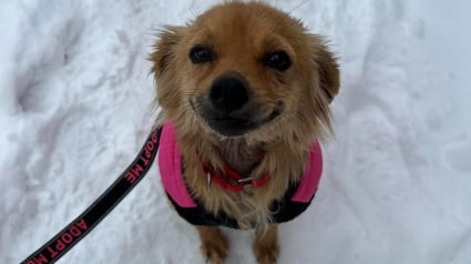 Illustration : Heureuse d'avoir été sauvée d'une vie sans amour, cette chienne affiche un sourire constant sur son visage (vidéo)