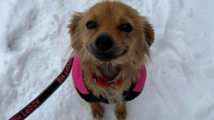 Illustration : Heureuse d'avoir été sauvée d'une vie sans amour, cette chienne affiche un sourire constant sur son visage (vidéo)