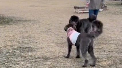 Illustration : Une chienne retrouve sa sœur au bout de 3 mois de séparation, et offre une scène émouvante sur les réseaux sociaux (vidéo)