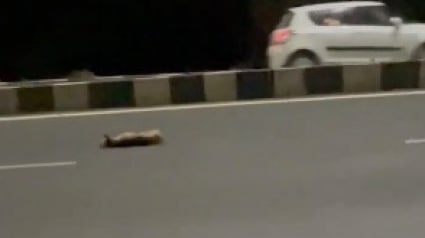 Illustration : Frappé par une voiture, un chien perd connaissance au milieu de l'autoroute (vidéo)