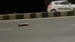 Illustration : Frappé par une voiture, un chien perd connaissance au milieu de l'autoroute (vidéo)