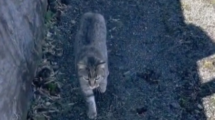 Illustration : Une chatte errante et affamée tente d’attirer l’attention d’une jeune femme pour quitter la rue à tout jamais (vidéo)