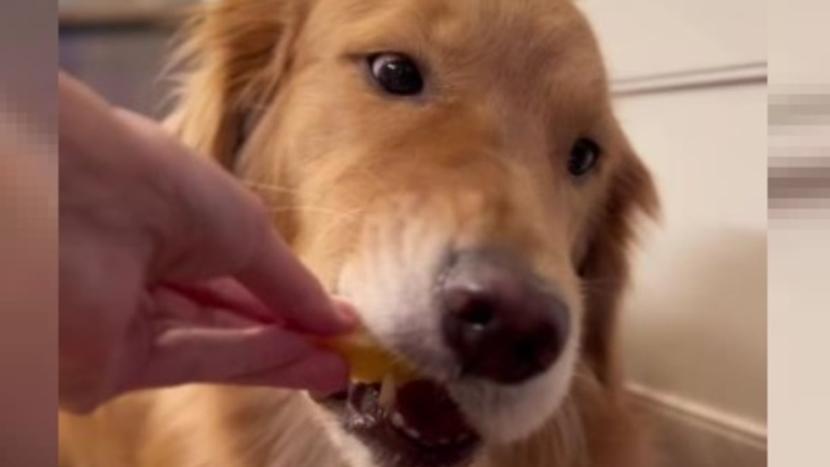 Illustration : "La réaction amusante d'une chienne croquant dans une pomme pour la première fois de sa vie (vidéo)"