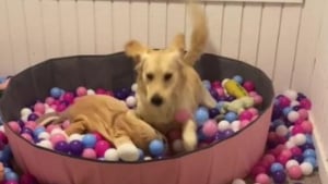 Illustration : Cette Golden Retriever s'en donnant à coeur joie dans sa piscine à balles prouve que les chiens ne perdent jamais leur âme de chiot (vidéo)