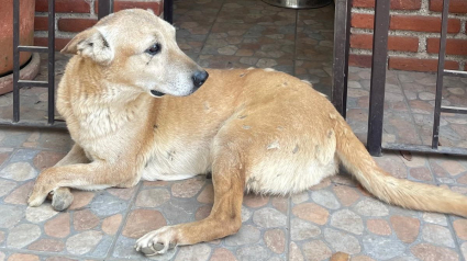 Illustration : "Sa vie est un exemple de courage" : l'histoire poignante d'un chien amputé des pattes par des malfrats 