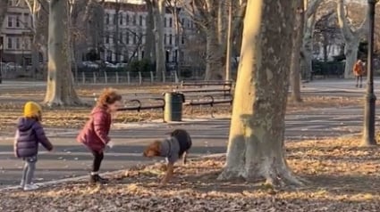 Illustration : Fan de balles, ce chien adopte un rituel amusant à chacune de ses balades au parc (vidéo)