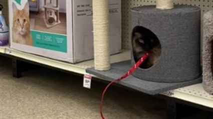 Illustration : Une chatte met sa propriétaire devant le fait accompli en refusant de sortir d'un arbre à chat exposé en magasin (vidéo)