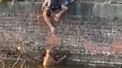 Illustration : Un étudiant surprend un chien pris au piège dans un canal et décide de se jeter à l’eau (vidéo)