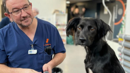 Illustration : Amputé d’une patte suite à un accident, un chien retrouve le plaisir de marcher grâce à un procédé révolutionnaire (vidéo)