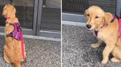 Illustration : Une Golden Retriever peine à cacher son excitation lors de ses rendez-vous chez le vétérinaire (vidéo)