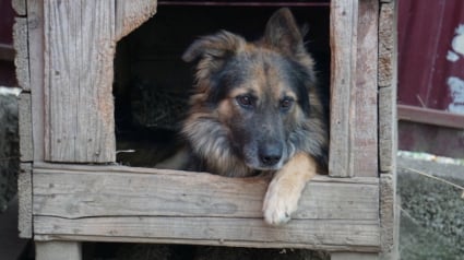 Illustration : Jeté dans une fosse à purin quand il était chiot, Salva rêve qu’une famille lui ouvre la porte de son cœur 