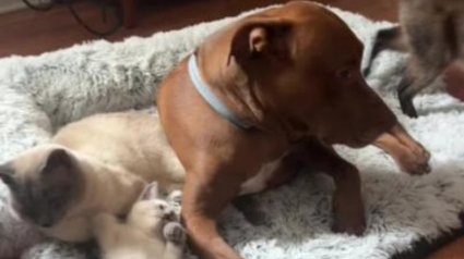 Illustration : L'hilarante réaction d'un Pitbull forcé de partager son panier avec les chats de la famille (vidéo)