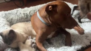 Illustration : L'hilarante réaction d'un Pitbull forcé de partager son panier avec les chats de la famille (vidéo)