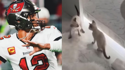 Illustration : Star du football américain, Tom Brady tombe sous le charme de 2 chatons en faisant du bénévolat dans un refuge (vidéo)