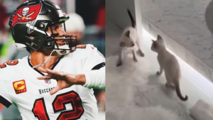 Illustration : Star du football américain, Tom Brady tombe sous le charme de 2 chatons en faisant du bénévolat dans un refuge (vidéo)