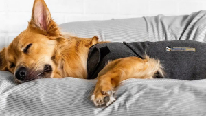 Illustration : ThunderShirt, le gilet relaxant indispensable pour apaiser les chiens en proie au stress