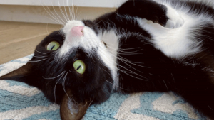 Illustration : 20 photos de chats tuxedo vêtus de leur plus beau costume naturel pour vous séduire