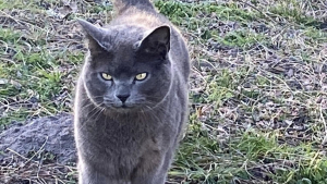 Illustration : Disparu lors des feux de forêt en Gironde, Jak le chat fait l'objet d'incessantes recherches pendant 7 mois jusqu'à ce "miracle"