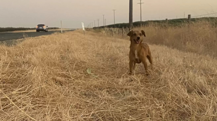 Illustration : Un couple en vacances modifie ses projets après avoir rencontré une chienne errante sur le bord de la route (vidéo)