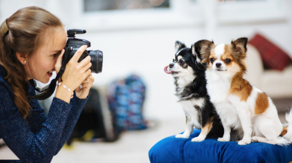 Illustration : Casting pour chien : votre compagnon à 4 pattes deviendra-t-il une future star ?