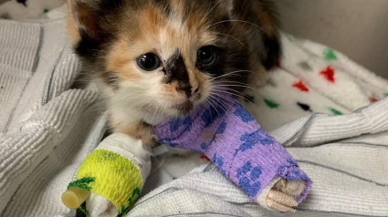 Illustration : Gravement blessé à la patte, ce chaton courageux surprend son entourage par sa joie de vivre inébranlable au quotidien (vidéo)