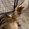 Illustration : Depuis qu'une chienne lui a sauvé la vie, ce coyote n’a d’yeux que pour elle (vidéo)