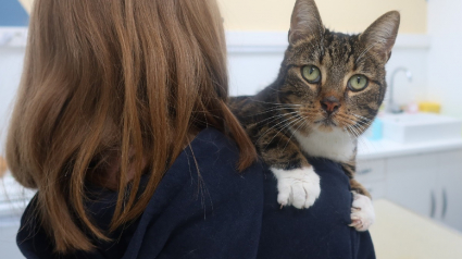 Illustration : Un vétérinaire s'indigne après qu'un chat a été blessé par un tir de carabine, frôlant ainsi le pire