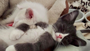 Illustration : "2 chatons ont un coup de foudre réciproque lors de leur rencontre en famille d’accueil, et décident de ne plus se quitter (vidéo)"