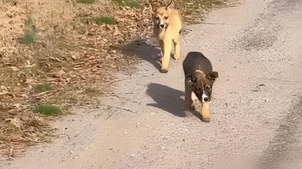 Illustration : Alors qu’elle allait chercher des gâteaux pour ses collègues, une femme découvre 2 chiots abandonnés sur le bord de la route (vidéo)