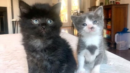 Illustration : 2 chatons s'étant rencontrés en famille d'accueil deviennent frère et sœur et se soutiennent mutuellement