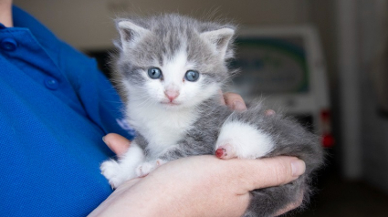 Illustration : Retrouvé dans la rue avec une blessure à la patte, un chaton fébrile se bat pour vivre comme ses congénères