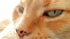 Illustration : 20 photos d'adorables chats roux qui se donnent des airs de fauves