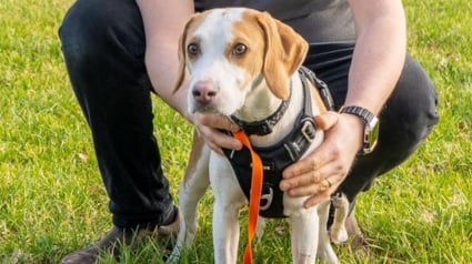 Illustration : Un chien percuté par un train y survit miraculeusement et erre pendant 10 jours avec une patte cassée