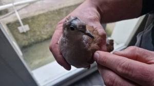 Illustration : Des oiseaux victimes de maltraitance ferment la porte de leur passé et découvrent le sens du mot « bienveillance »