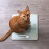 Illustration : Gérer le poids de son chat