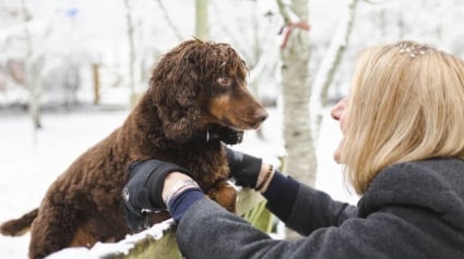 Illustration : Rejeté pour ses écarts de comportement, un Cocker Anglais devient un chien de détection accompli 