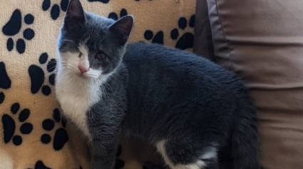 Illustration : Un jeune chat souffrant en silence rencontre des personnes au grand cœur qui lui offrent un nouveau départ dans la vie