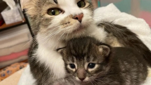 Illustration : "Seul survivant de sa portée, un chaton devient le centre du monde aux yeux de sa maman (vidéo)"