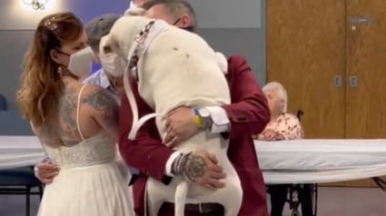 Illustration : Un chien atteint de surdité se joint à l’ouverture de bal de ses maîtres le jour de leur mariage (vidéo)