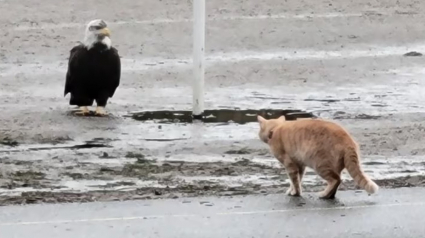 Illustration : Témoin d'un face à face inattendu entre un chat et un aigle, un habitant filme la scène (vidéo)