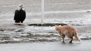 Illustration : Témoin d'un face à face inattendu entre un chat et un aigle, un habitant filme la scène (vidéo)