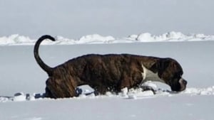 Illustration : Lors d’un accident de voiture, une chienne prend la fuite et disparaît pendant 3 semaines sous une violente tempête de neige