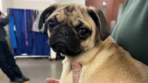 Illustration : Un homme jette un chiot sans défense au fin fond d’une poubelle, avant d’être surpris par un bénévole