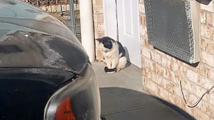 Illustration : Un chat errant se réfugie près de la porte d’une maison dans l’espoir de quitter la rue pour toujours (vidéo)