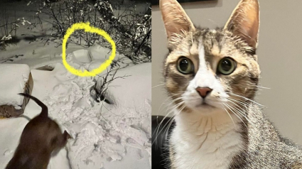 Illustration : Elle promène son chien dans la neige sans se douter qu'ils sont sur le point de sauver la vie d'une chatte