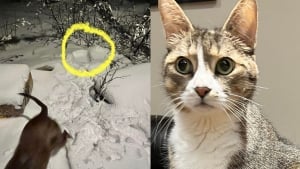 Illustration : Elle promène son chien dans la neige sans se douter qu'ils sont sur le point de sauver la vie d'une chatte