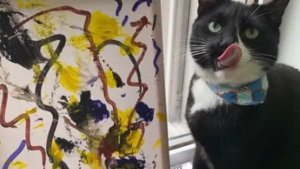 Illustration : 17 chats faisant étalage de leurs talents dans des domaines surprenants