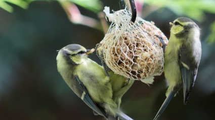 Illustration : Les marques Tyrol et Aimé réitèrent leur engagement pour le bien-être animal en retirant les filets de boules de graisse pour oiseaux