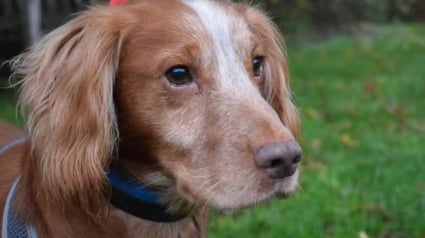 Illustration : Alors qu'il errait dans les rues, un chien anxieux et aveugle rêve désormais de trouver un toit chaleureux