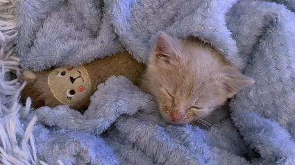 Illustration : Découvert dans un grenier, ce chaton trouve du réconfort auprès d’une peluche qu’il considère comme son frère